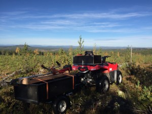 Röjning