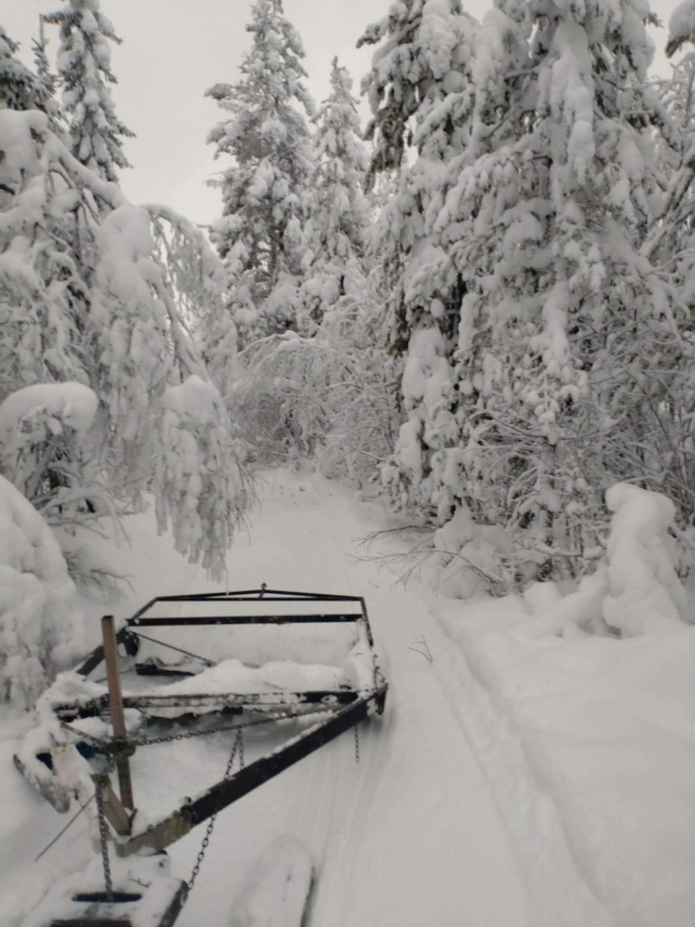 Mycket snö i skogen