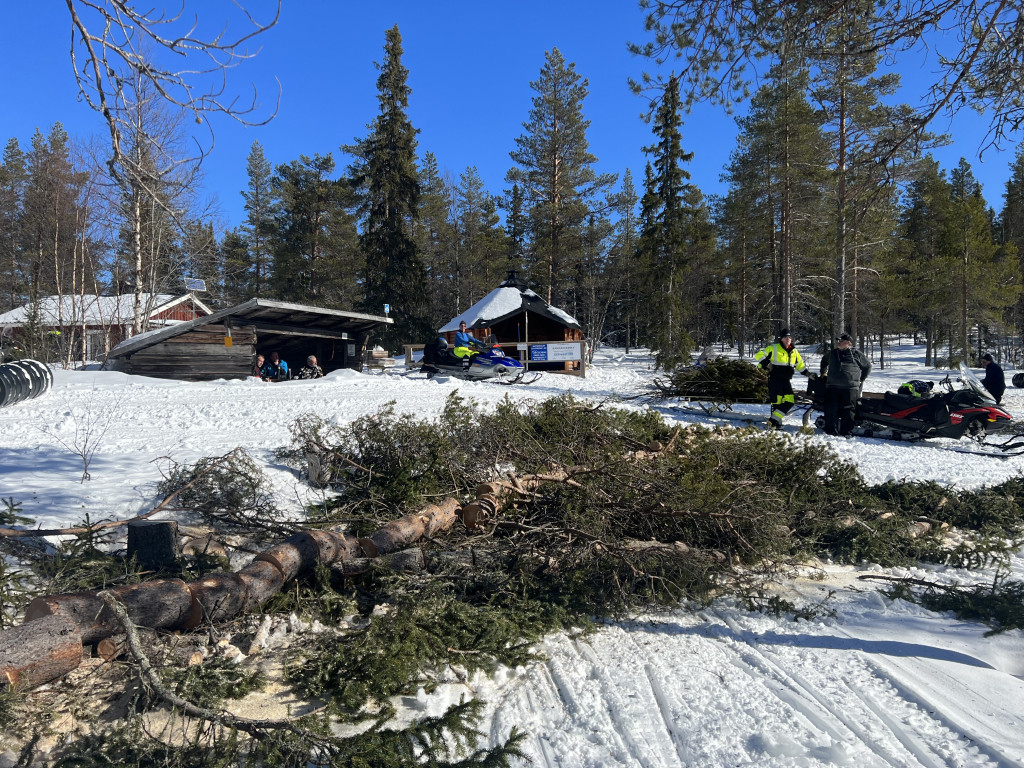 Trädfällning för att ge solen utrymme