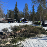 Trädfällning för att ge solen utrymme