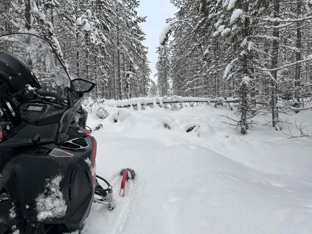 Mycket jobb med motorsåg