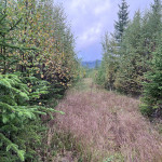 Röjning Norrälven-Vita Duvan