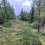 Röjning Norrälven-Vita Duvan