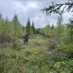 Röjning Norrälven-Vita Duvan