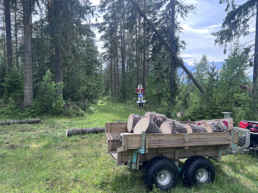 Borttagning av vindfällen