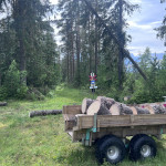 Borttagning av vindfällen