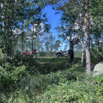 Röjning