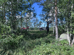 Röjning
